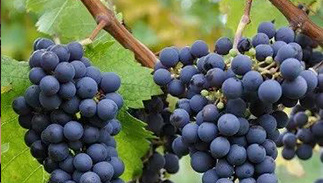 葡萄界的(de)黃(huáng)金(jīn)配角- 品麗(lì)珠（Cabernet Franc）